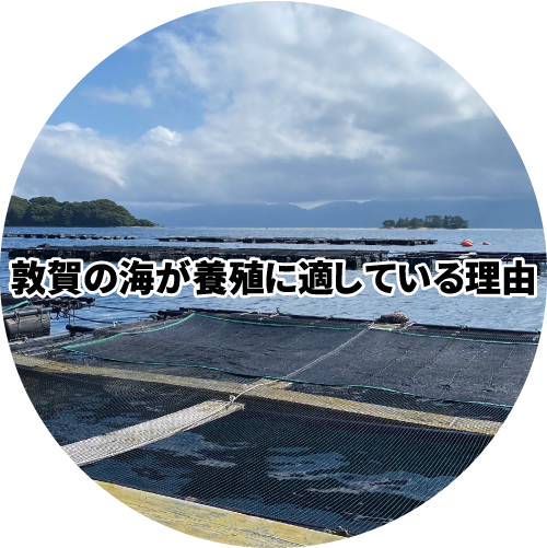 敦賀の海が養殖に適している理由